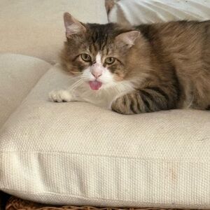 Meet your Posher, Deena